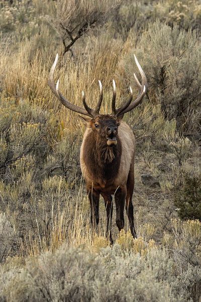 Jones, Adam 아티스트의 Bull elk bugling or wapiti-Yellowstone National Park-Wyoming작품입니다.